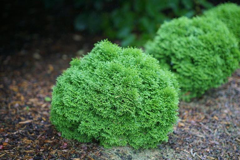 These perfectly round shrubs basically prune themselves