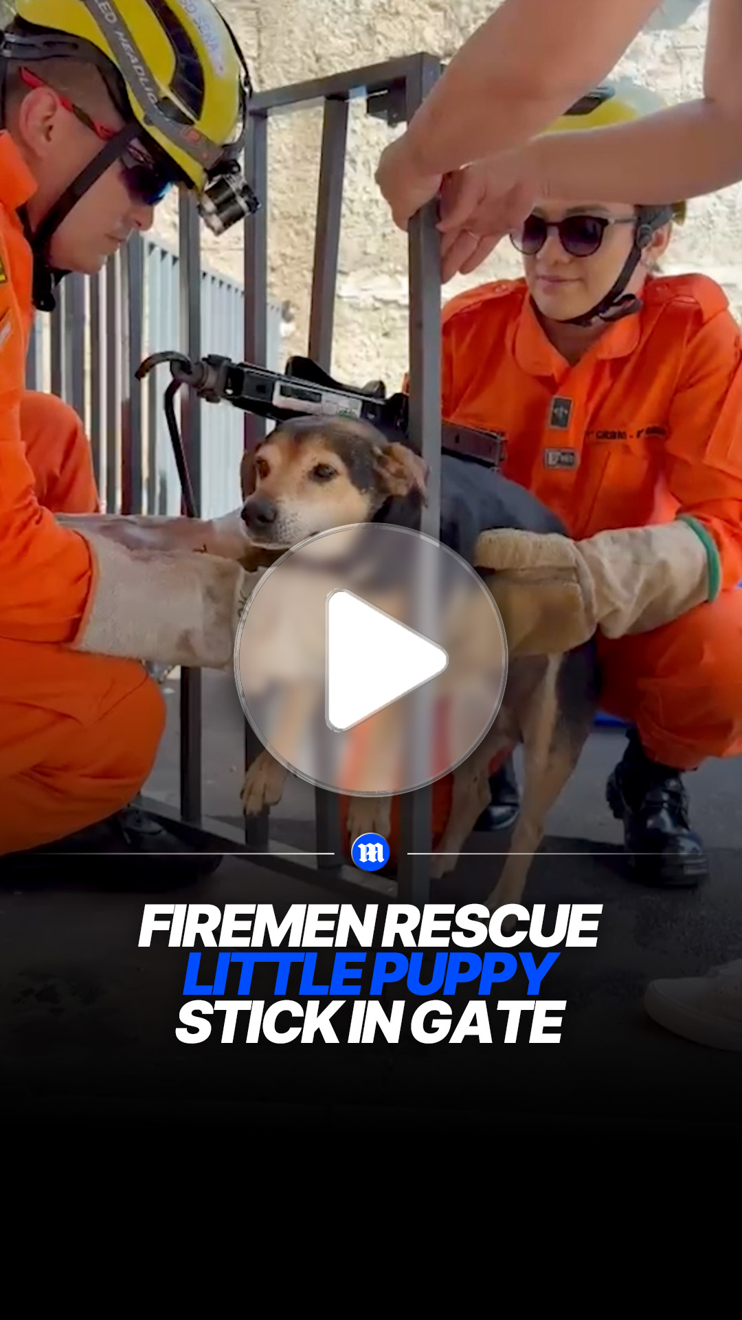 Puppy gets stuck in gate during failed escape attempt