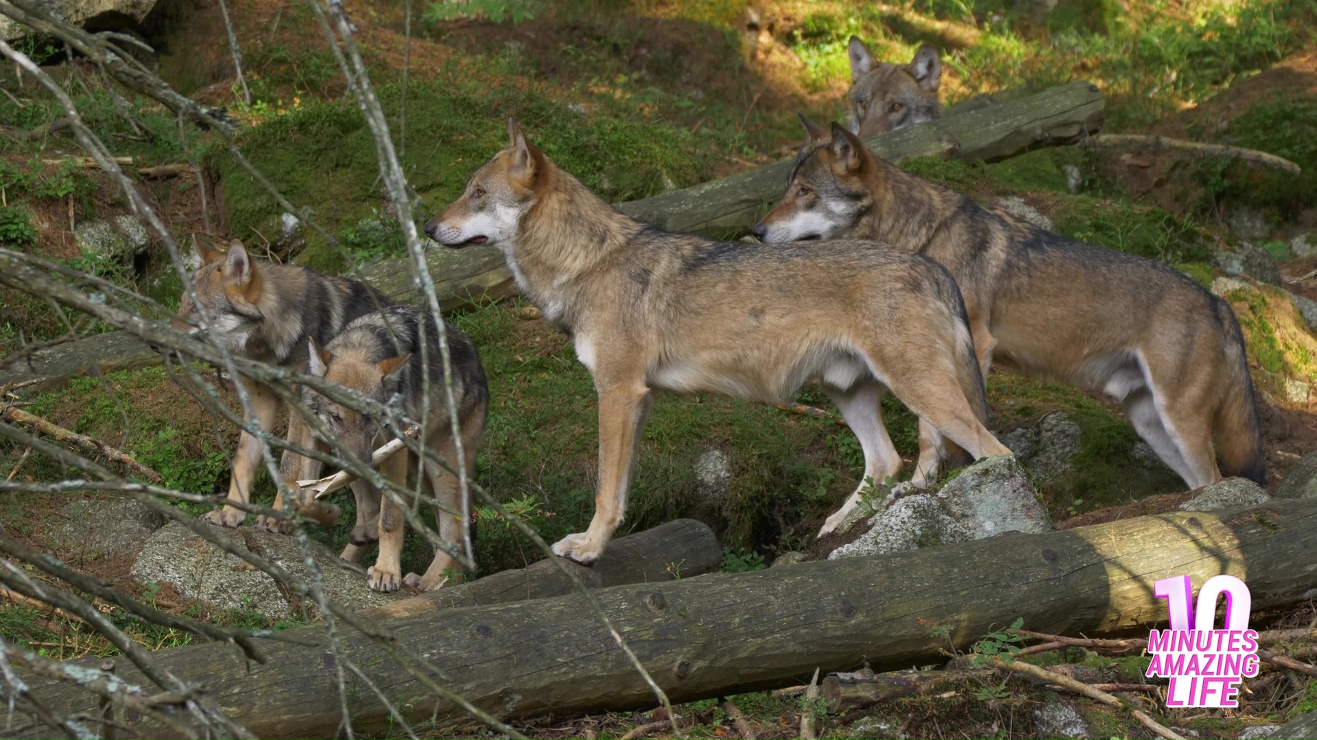 Rare moment a wolf pack stands alert