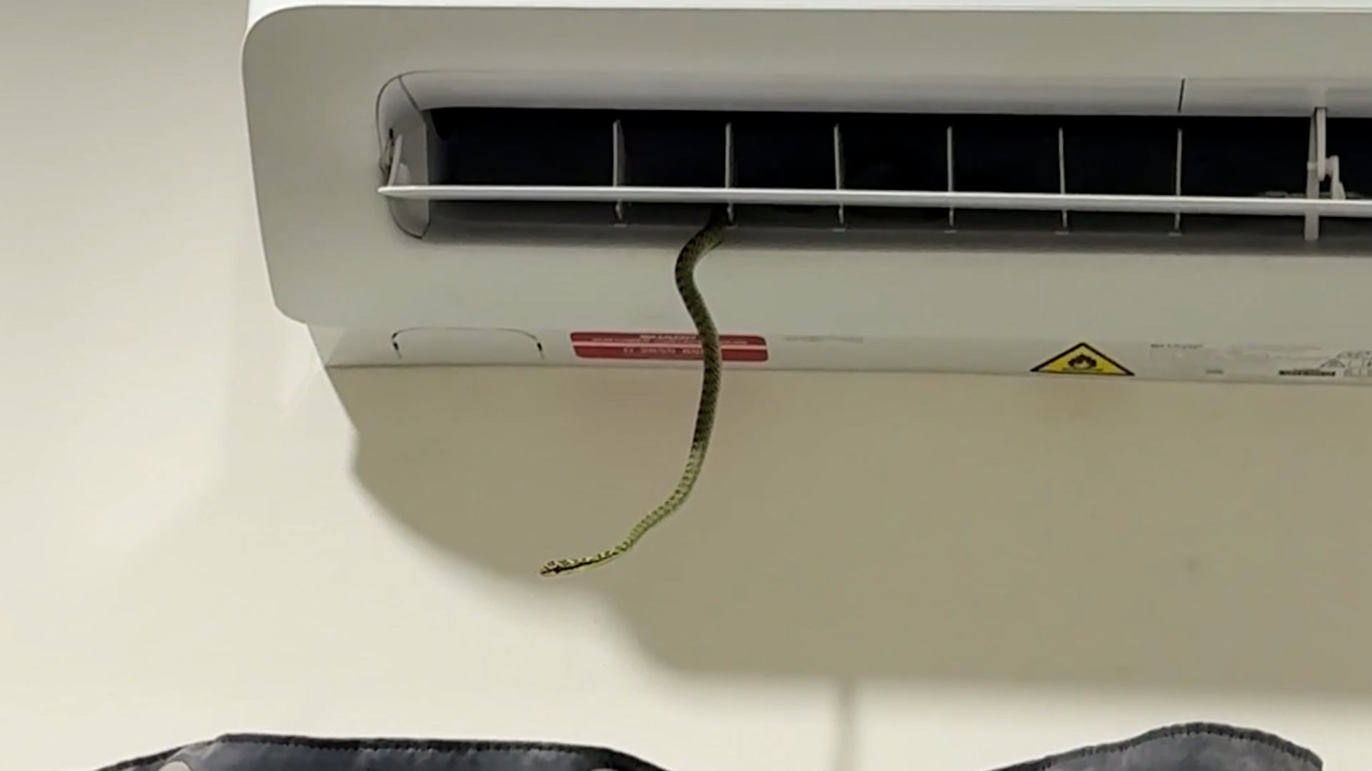 Cat jumps onto repairman's back to help find a snake inside air con fan