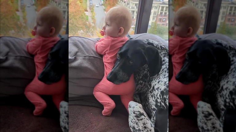 German shorthaired pointer and baby's precious bond is proof big dogs ...