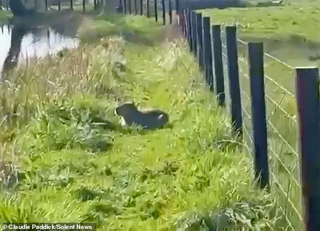 Zookeepers come up with tasty plan to catch escaped capybara after nine ...