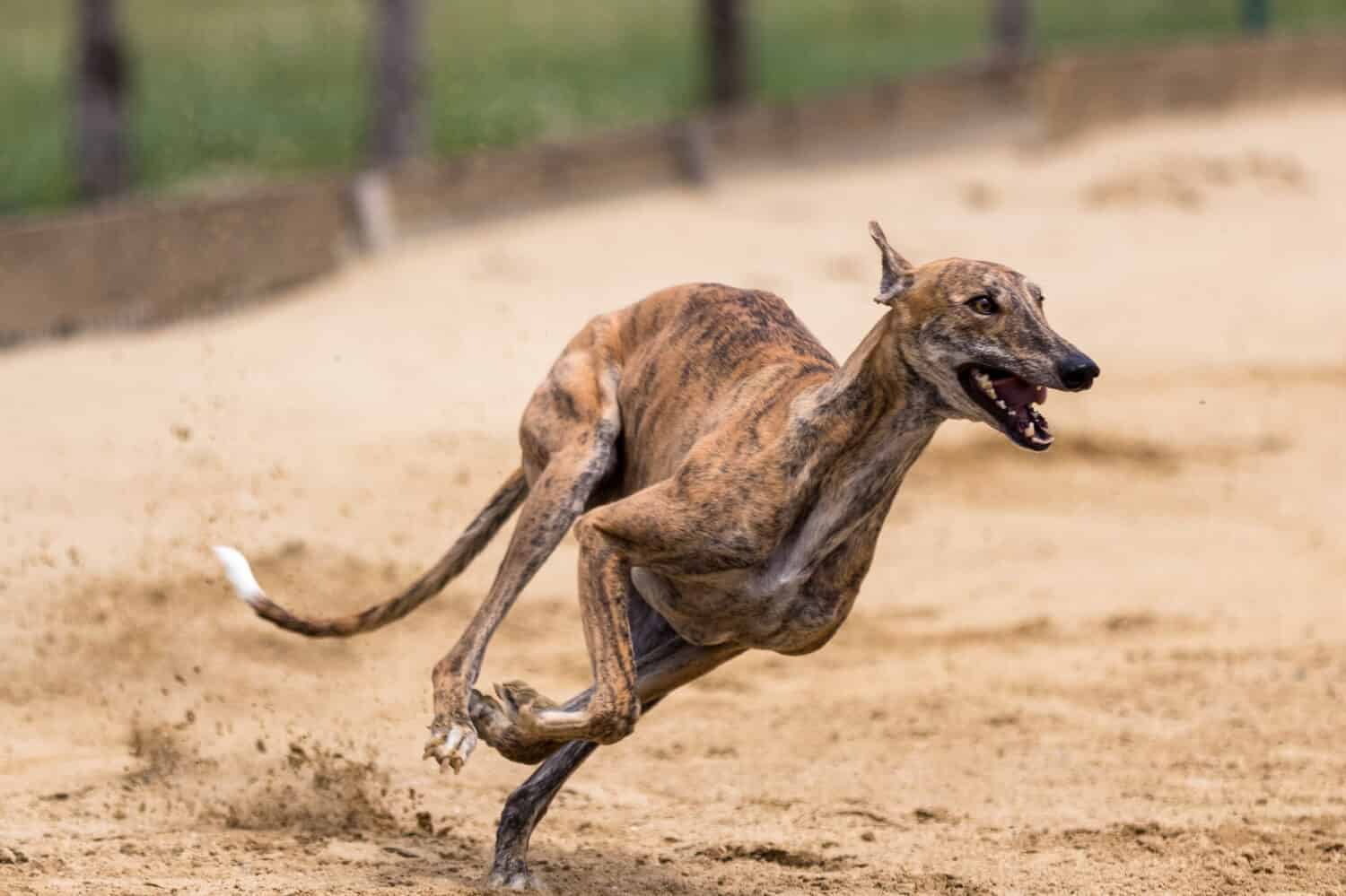 These super-fast racing dog breeds were built for speed