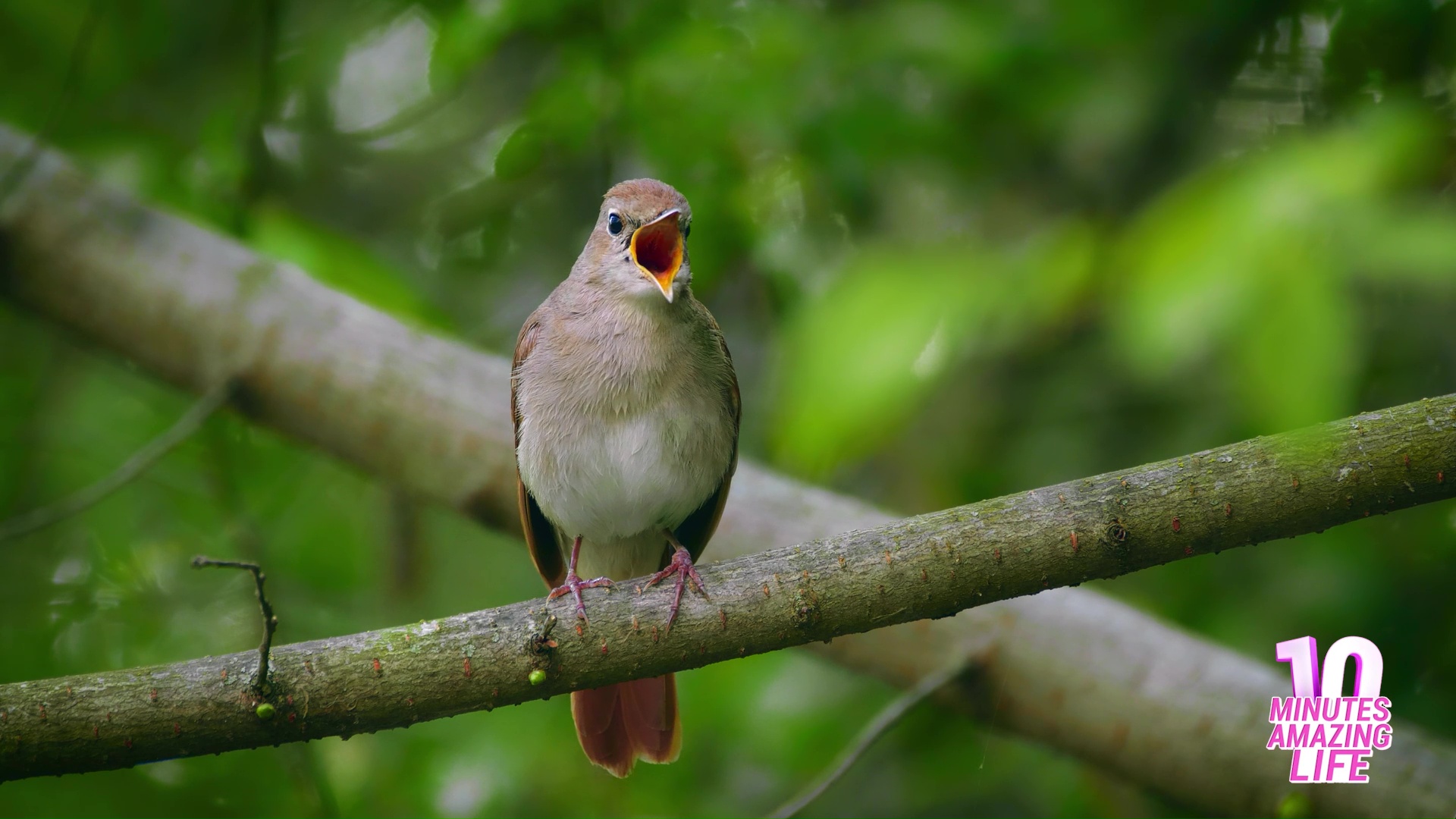 This small bird has a surprisingly huge voice