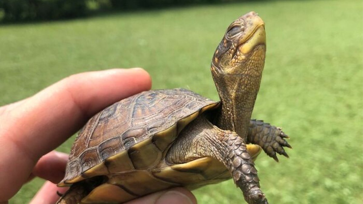 66 People Who Saved Animals And Gave Them A Second Chance At Life