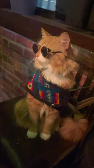 When your cat becomes the boss funny clip