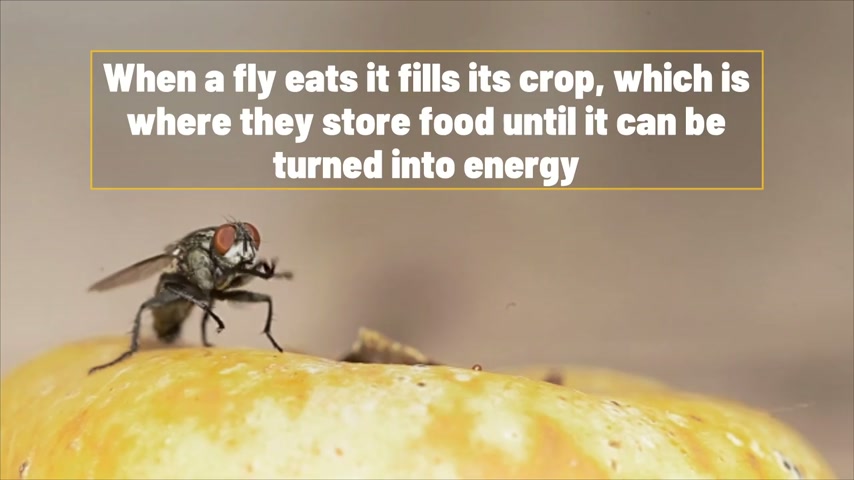 Fly vomit on food worse for health than being bitten by a fly