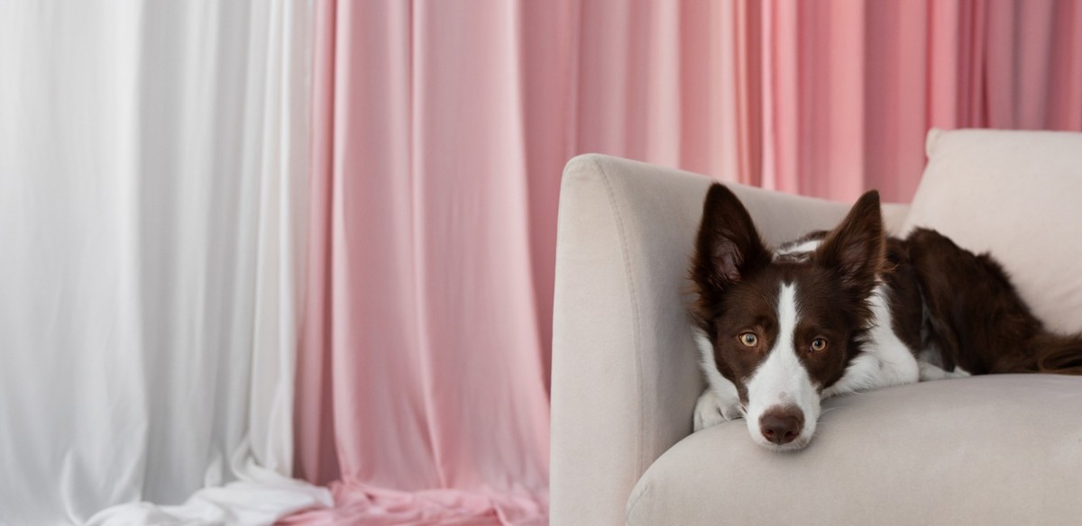 6 colors dogs secretly hate and why, according to a trainer