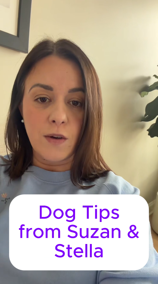 simple-dog-care-tips-every-owner-should-know