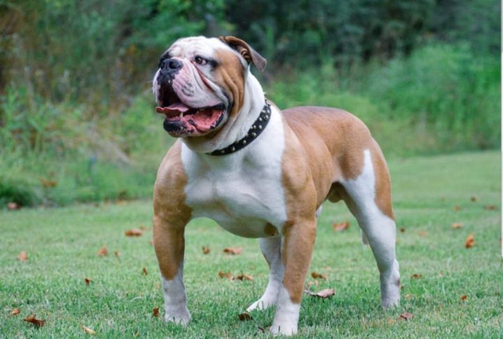 15 reasons American bulldogs are so popular