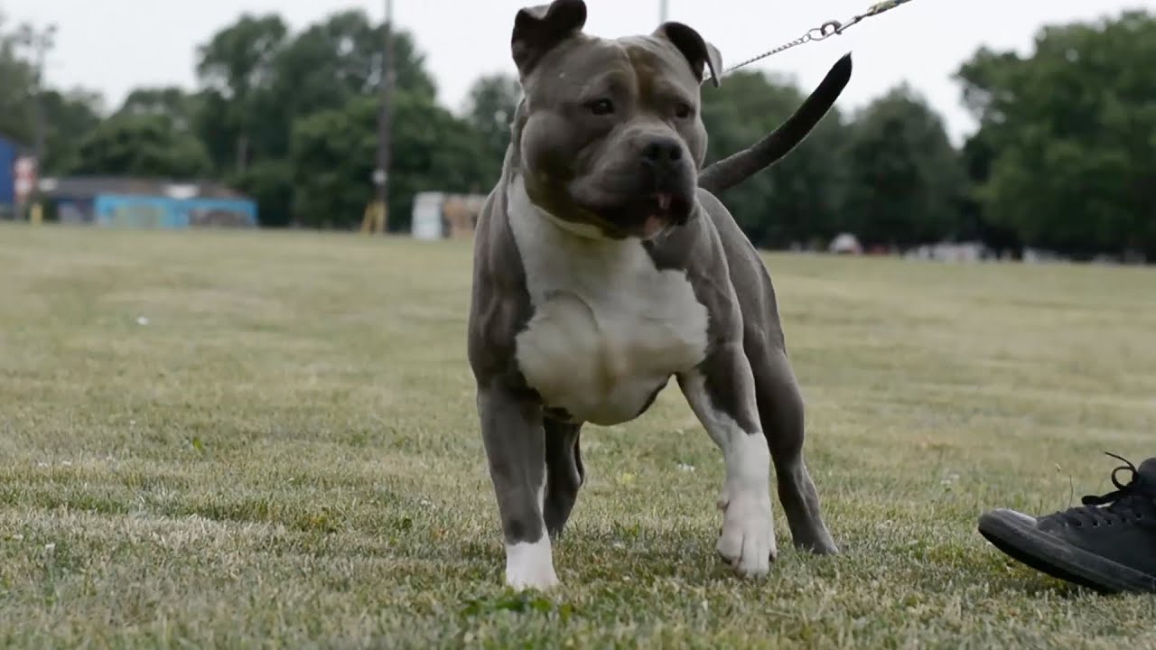 Picture perfect American bully (fan submitted)