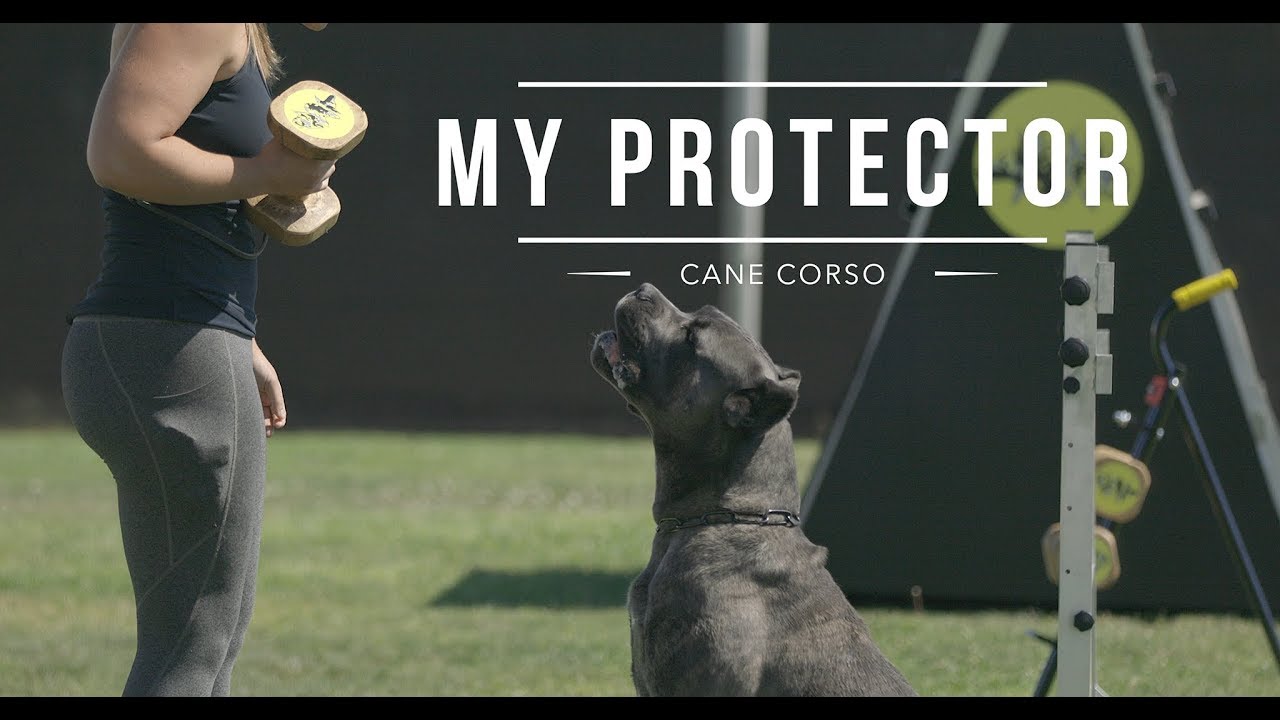 Cane Corso: Best dog protector (Meryl and Marco)