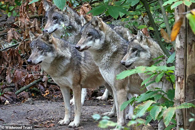 Why did the entire pack of wolves need to be euthanised? Experts ...