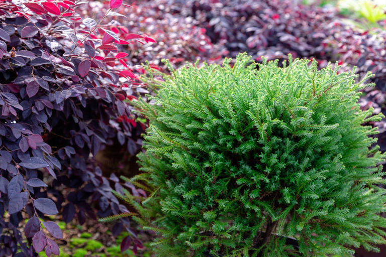 These perfectly round shrubs basically prune themselves