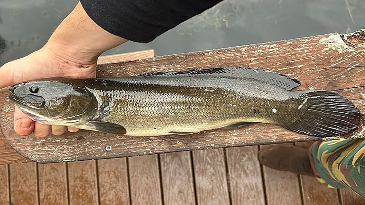 15 surprising facts about bowfin