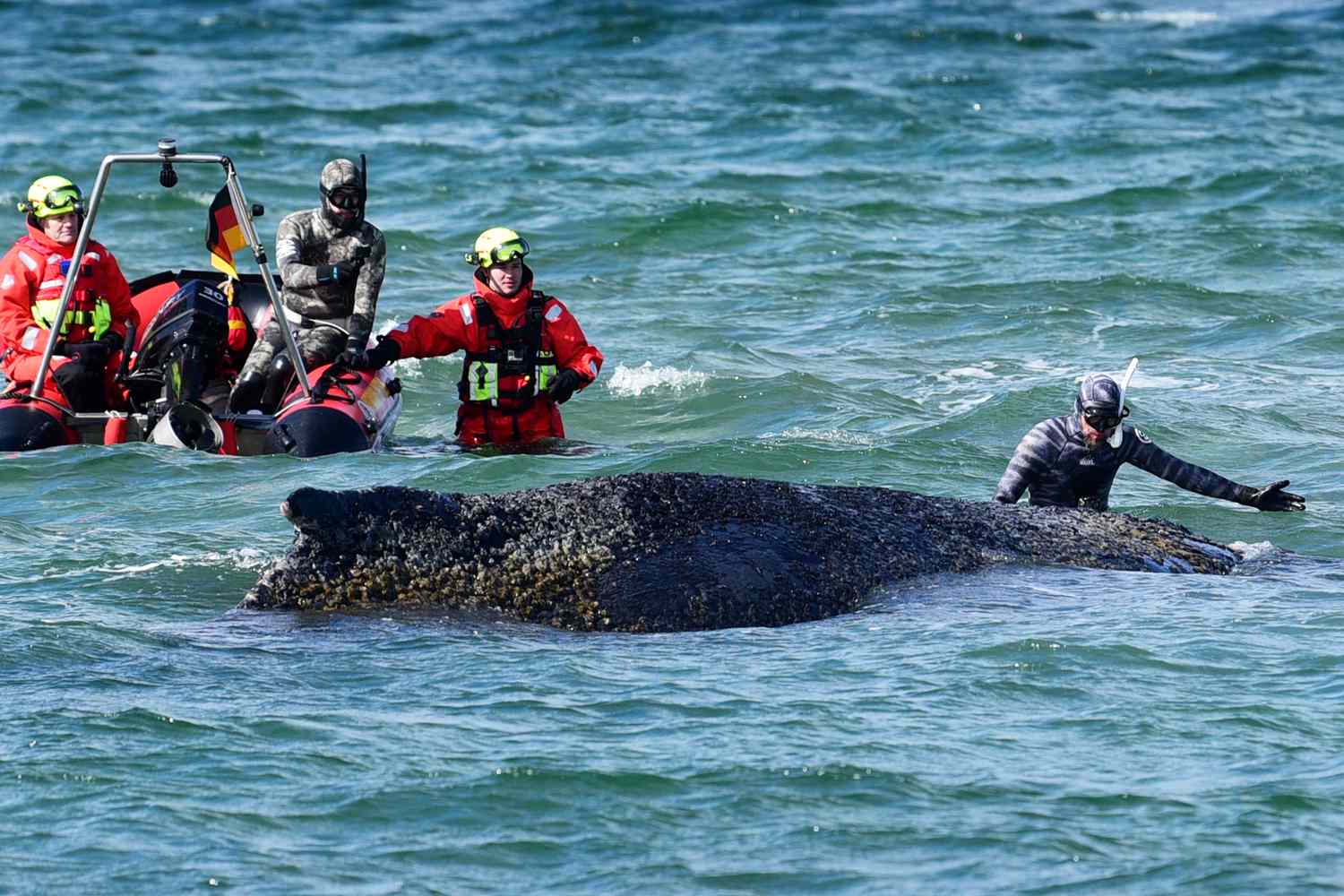 A massive 32-foot humpback whale stranded in the Baltic Sea faces ...