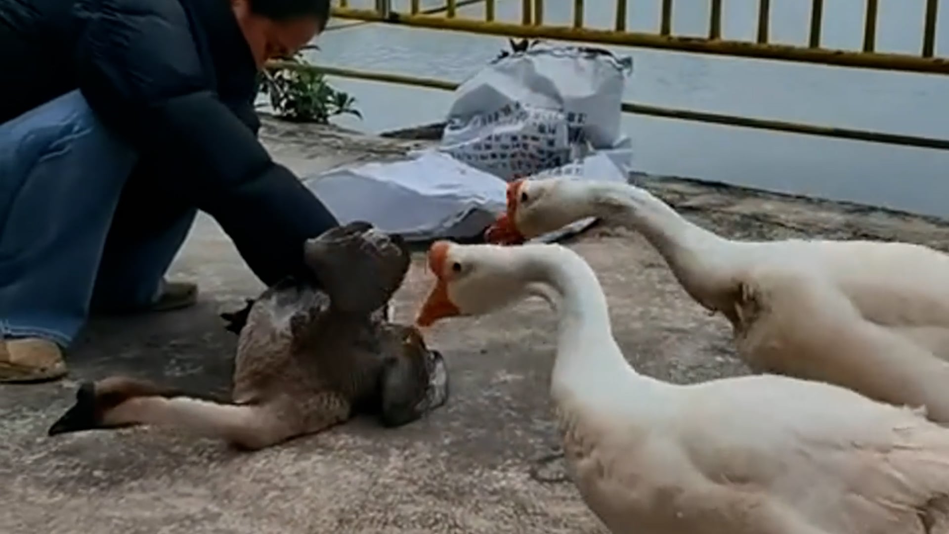 Two 'hero' geese beg owner to spare fellow bird from being cooked