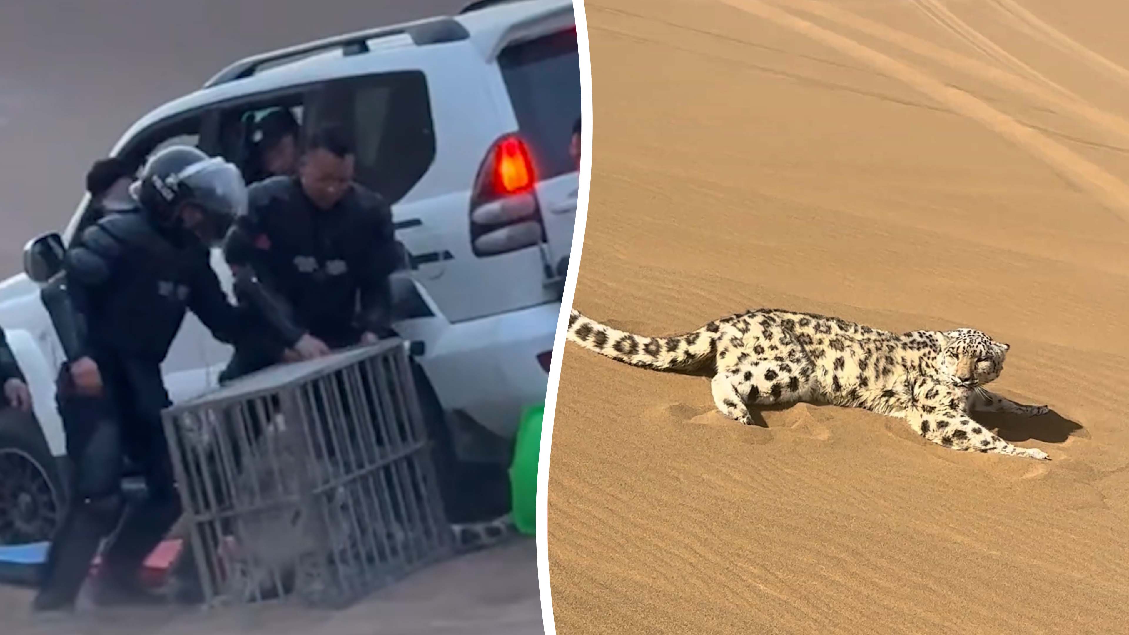 Wild snow leopard lost in desert is returned to mountain home