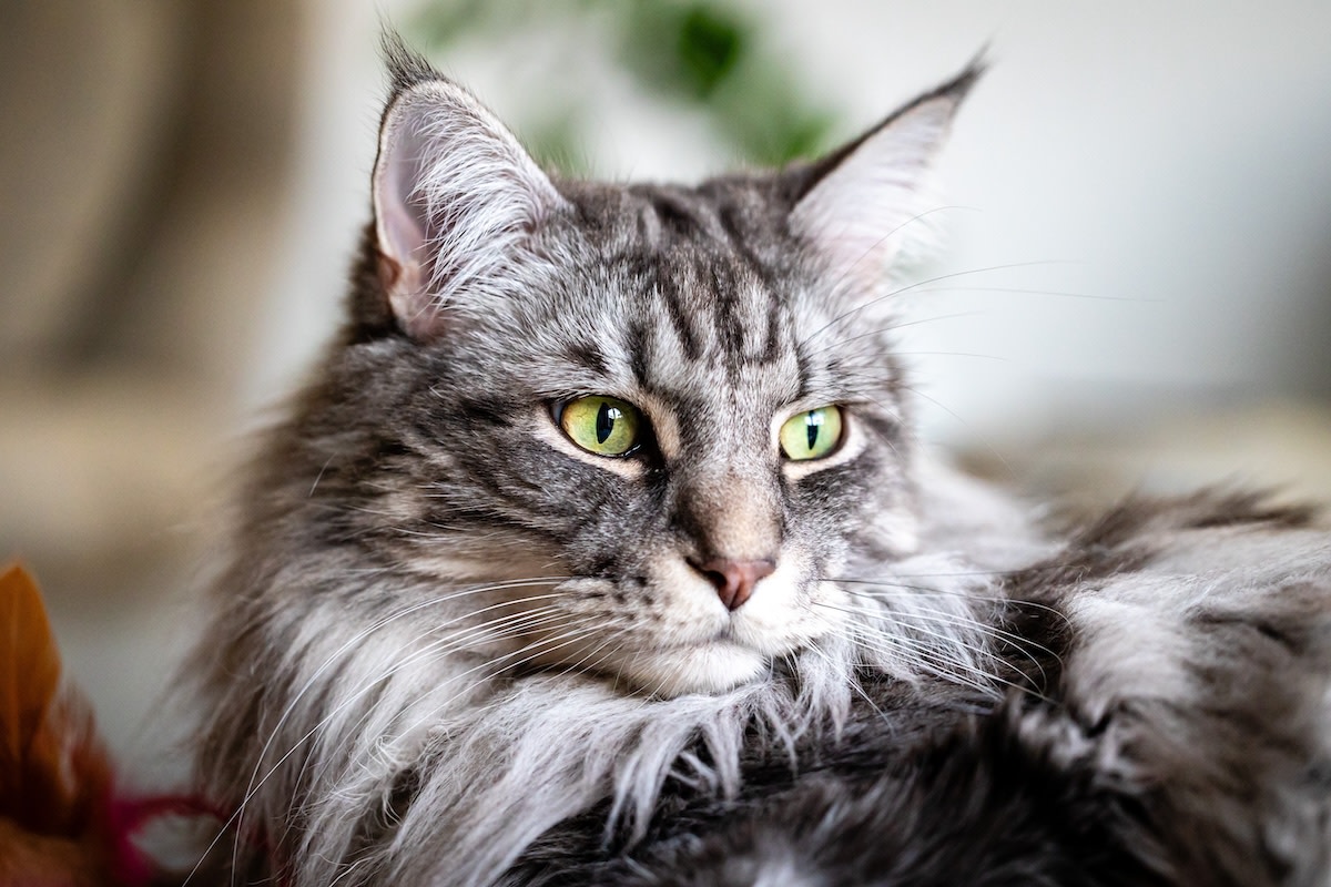Senior Maine coon cat is 'chattier than a 16-year-old girl' and it's ...