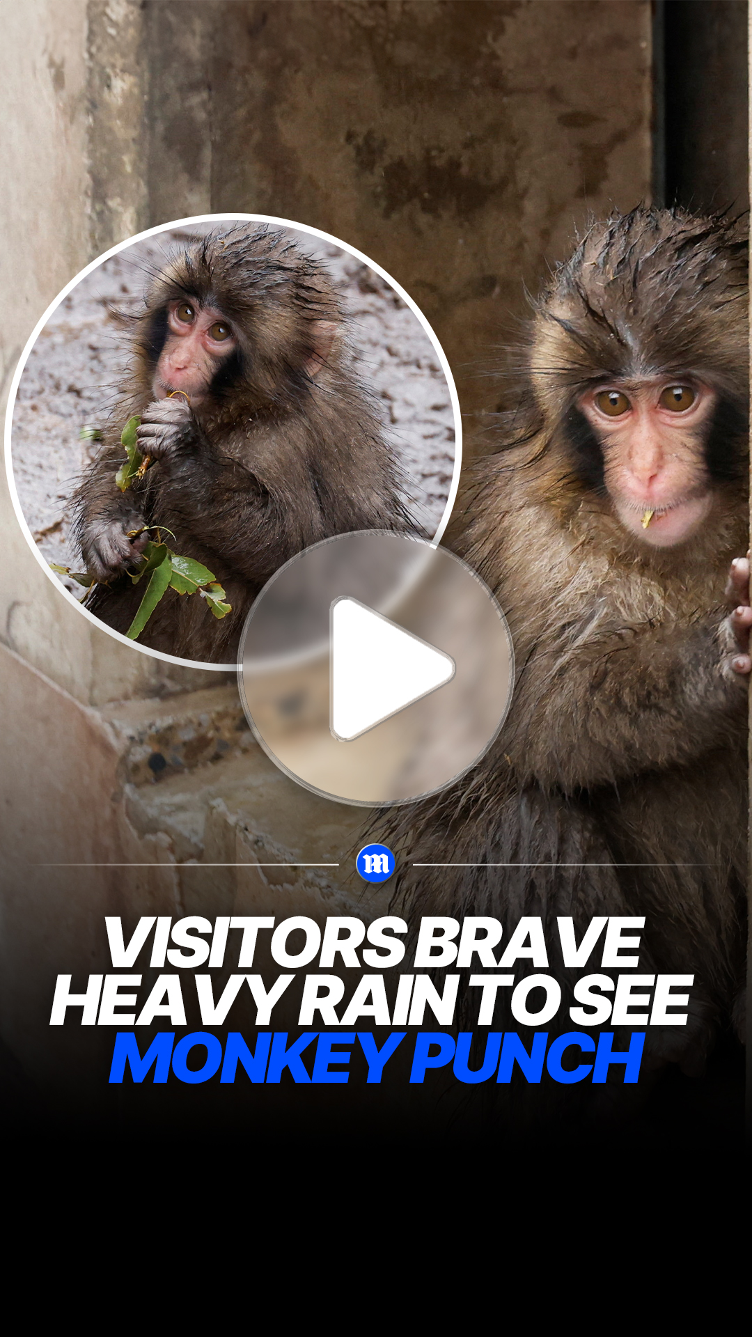Crowds gather to see viral monkey Punch’s progress at zoo