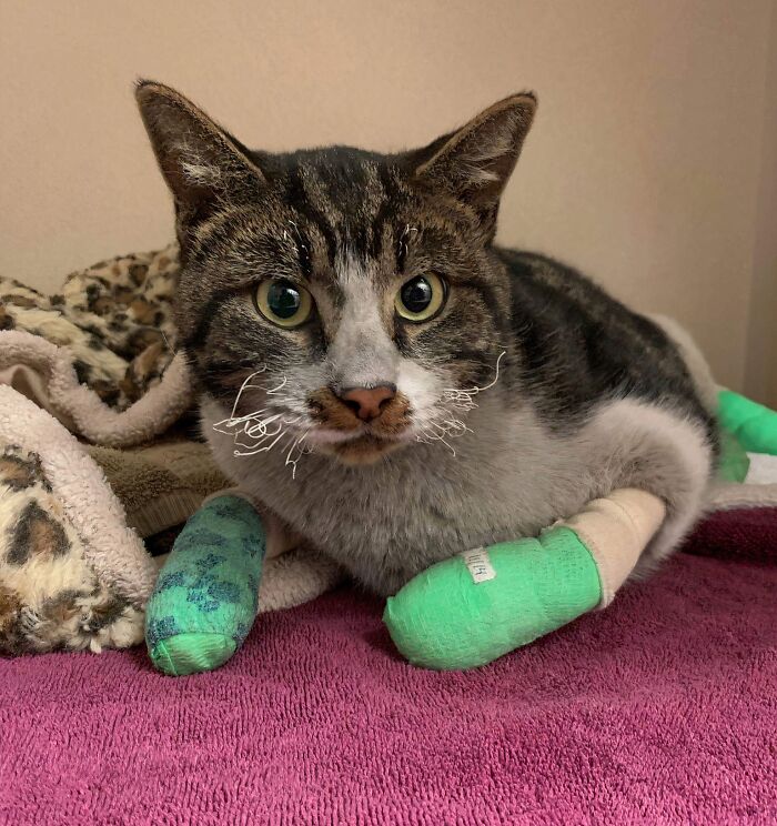 66 People Who Saved Animals And Gave Them A Second Chance At Life