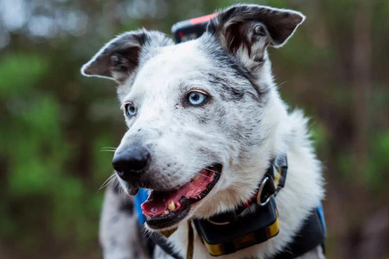 Bear, il cane eroe che ha salvato oltre 100 koala dagli incendi in ...