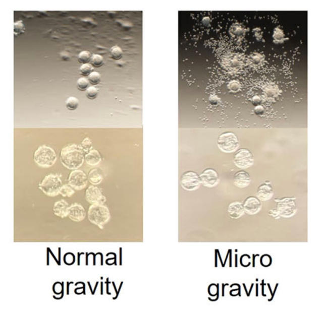 Sperm get lost in microgravity, and it could seriously impact space travel