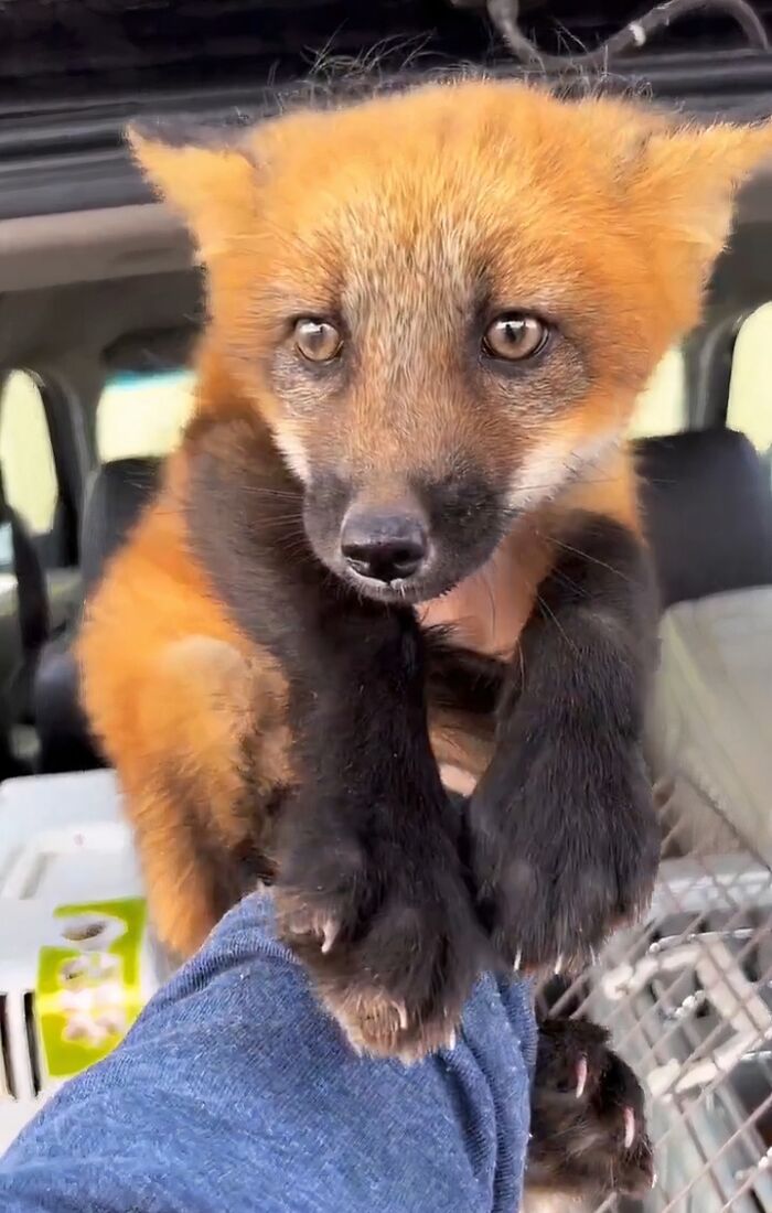 66 People Who Saved Animals And Gave Them A Second Chance At Life