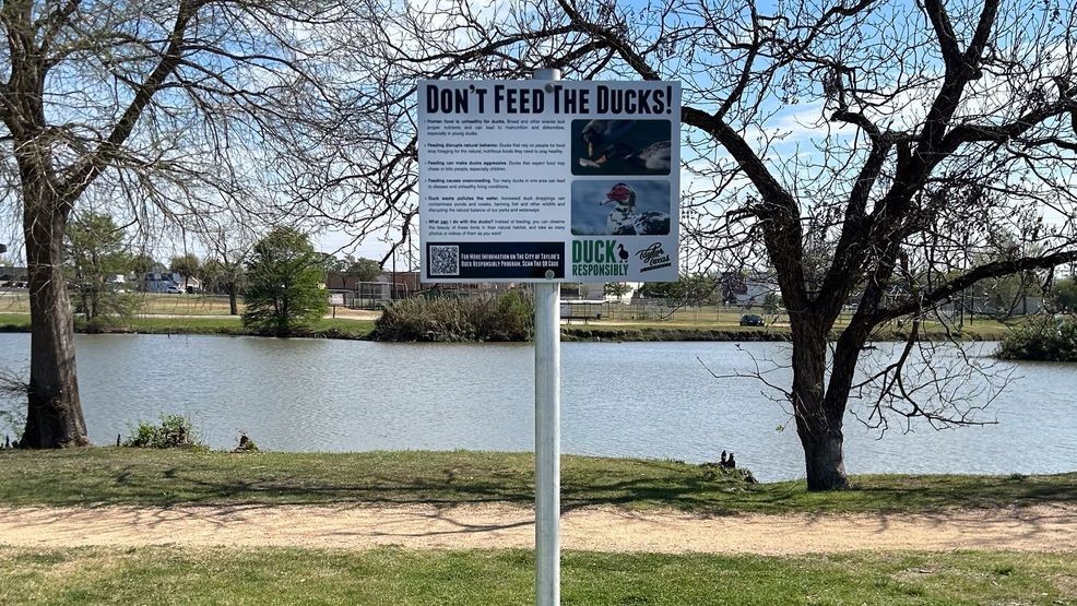 City of Taylor unveils plan to tackle 'out of control' Muscovy ducks in ...
