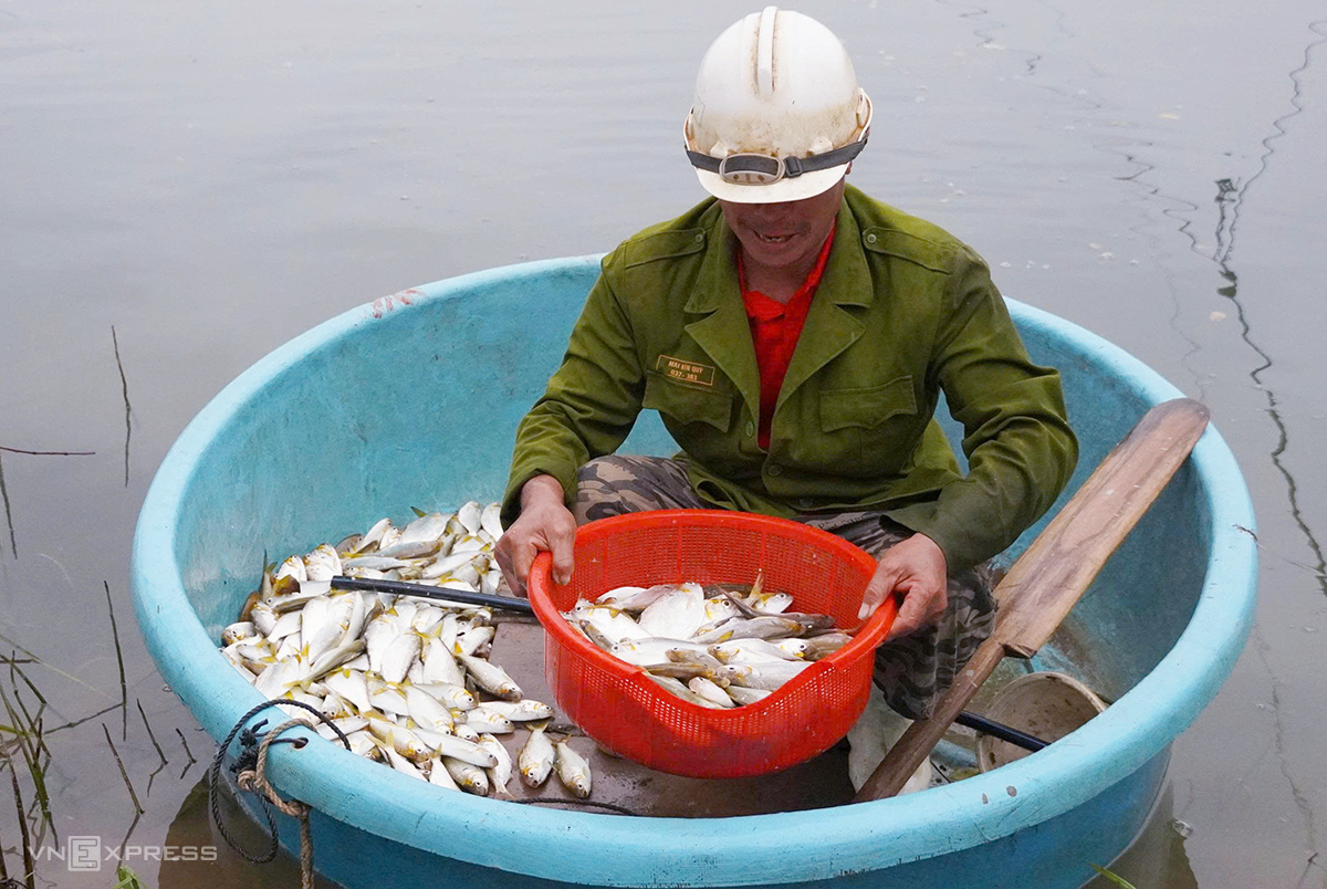 Bắt cá mòi dưới đập thủy lợi Rào Nan