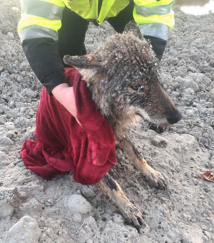66 People Who Saved Animals And Gave Them A Second Chance At Life
