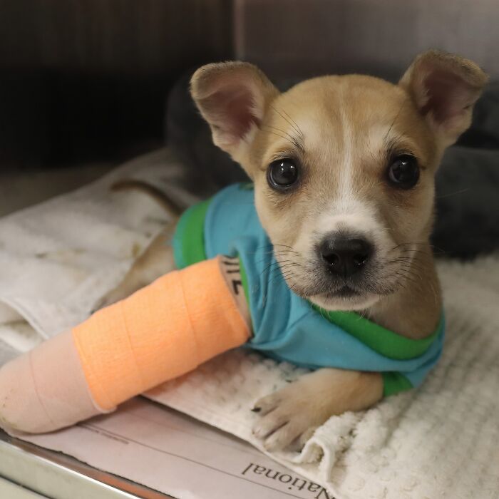 66 People Who Saved Animals And Gave Them A Second Chance At Life