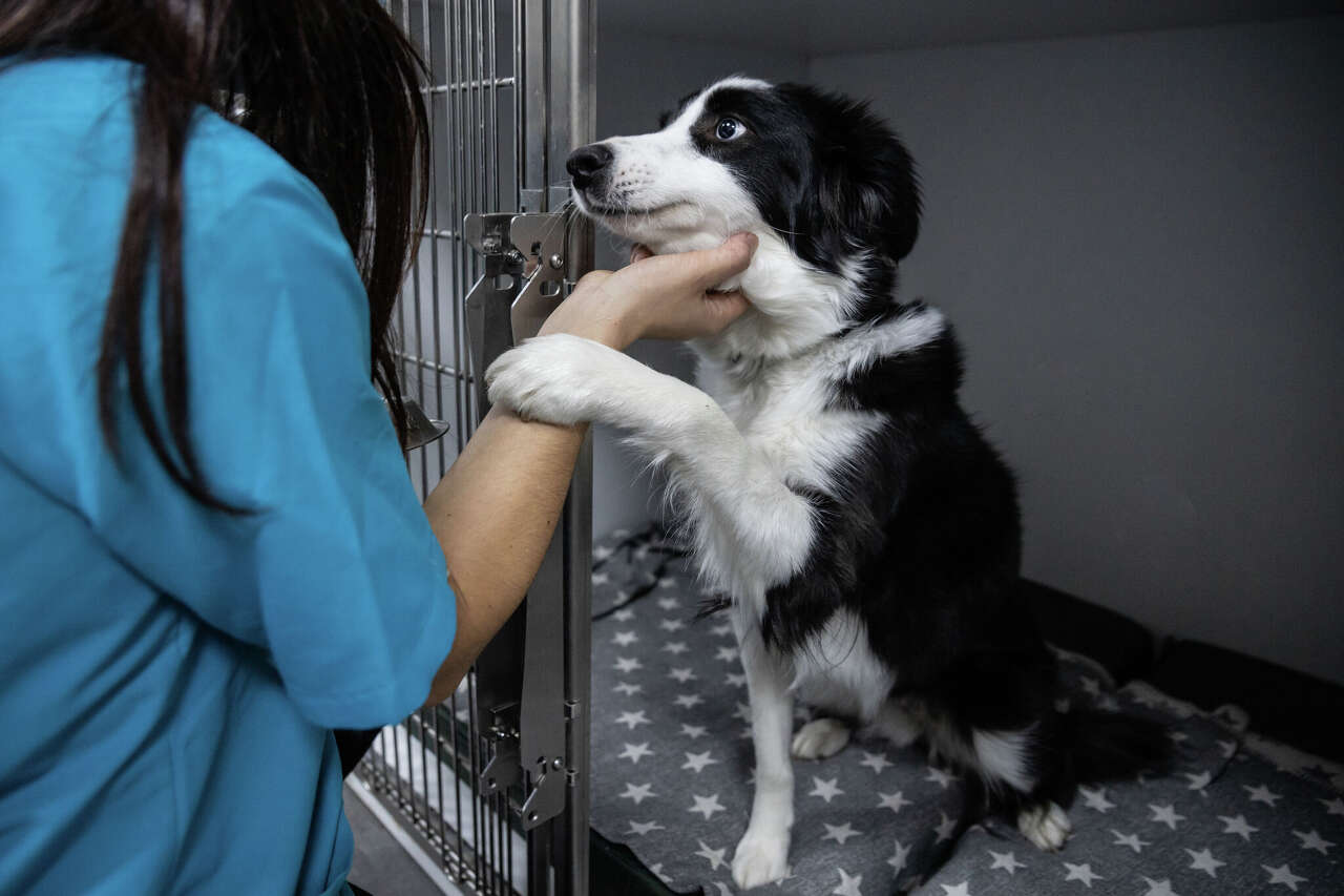 Michigan gives $150,000 to 24 animal shelters for pet care, adoptions