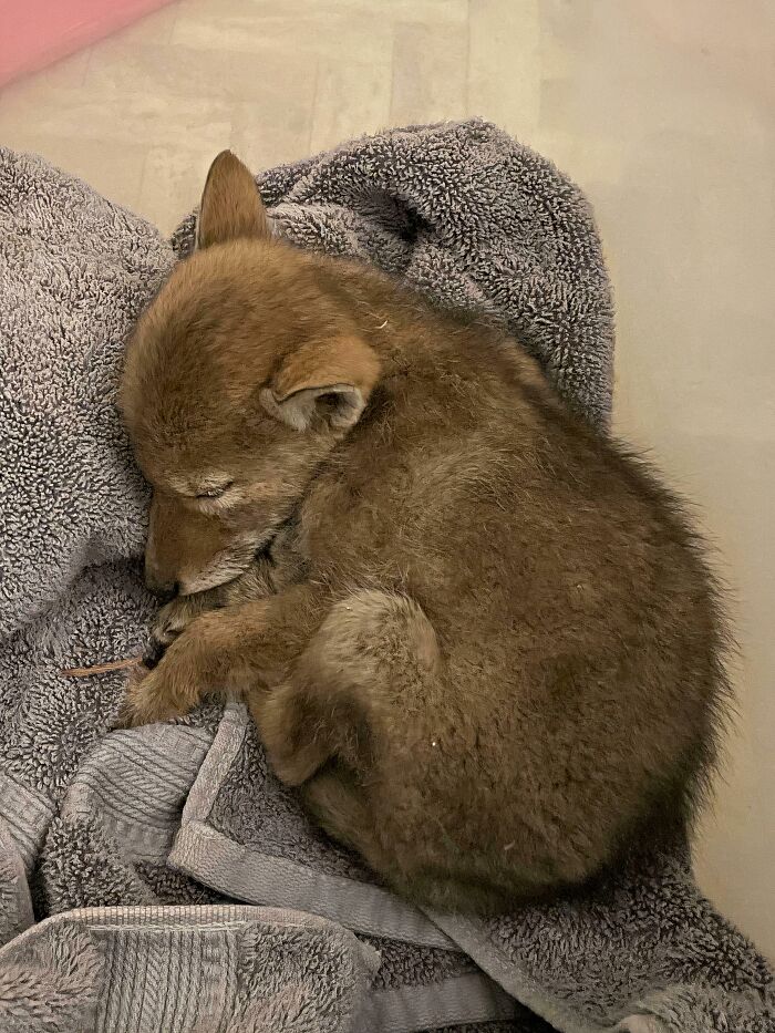 66 People Who Saved Animals And Gave Them A Second Chance At Life