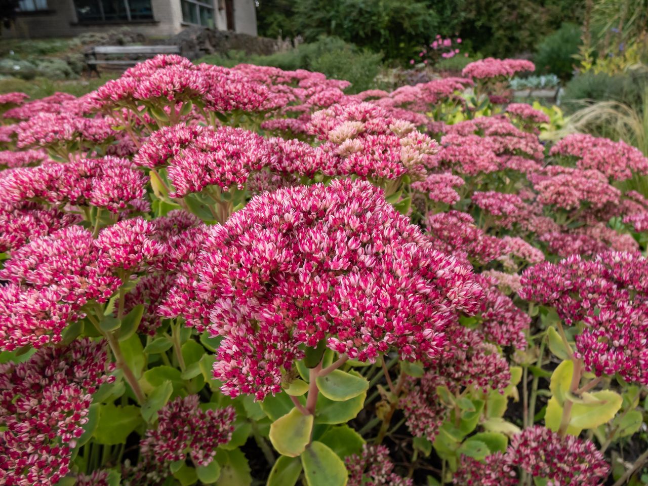 Stonecrop (Sedum telephium) 'Herbsfreude' (Autumn joy) flowering with clusters buds revealing tiny, star-like raspberry pink flowers in late summer