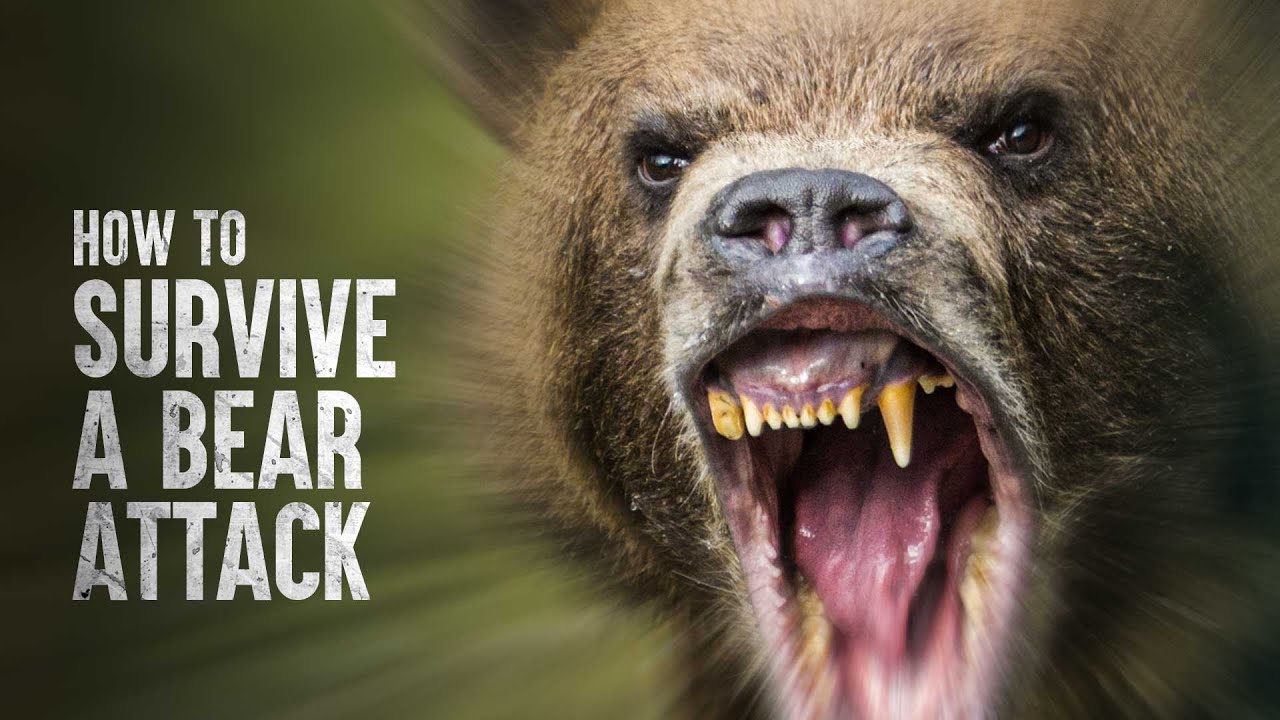 The only real way to survive a grizzly bear attack