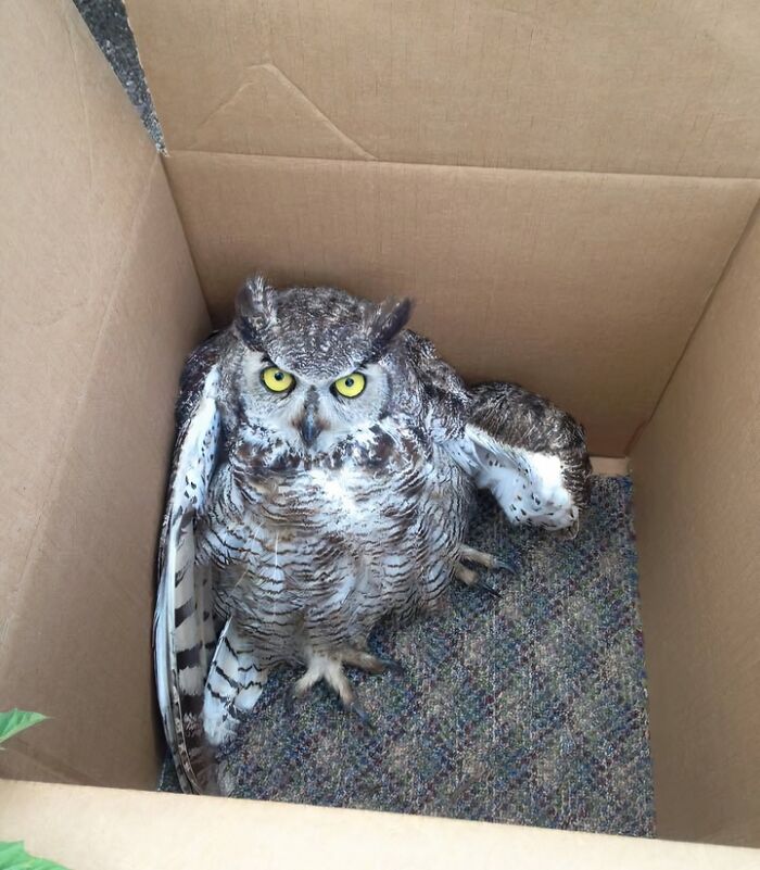 66 People Who Saved Animals And Gave Them A Second Chance At Life