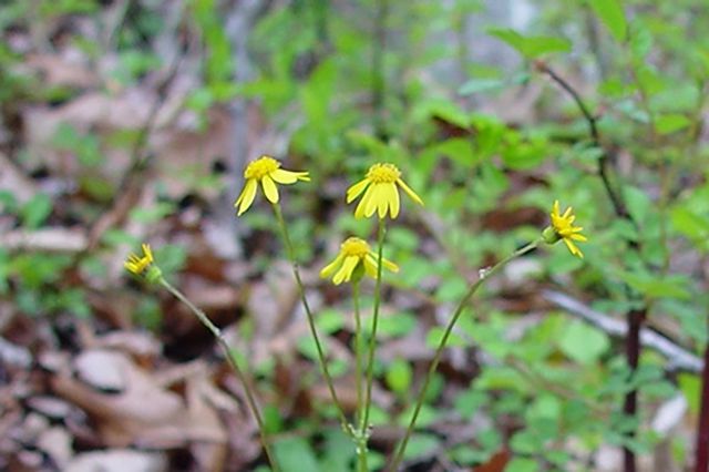 Roundleaf Ragwort