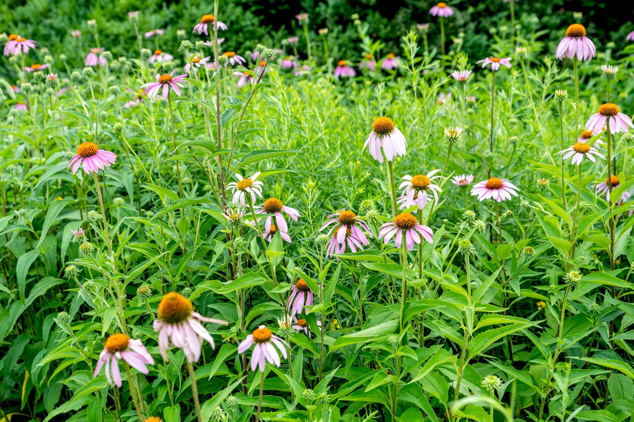 coneflower