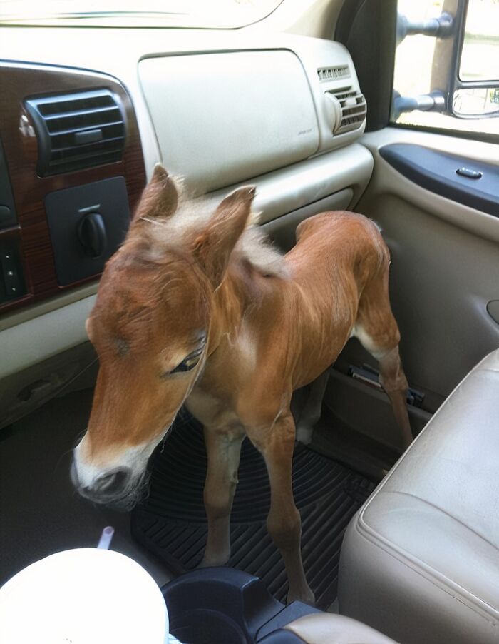 66 People Who Saved Animals And Gave Them A Second Chance At Life