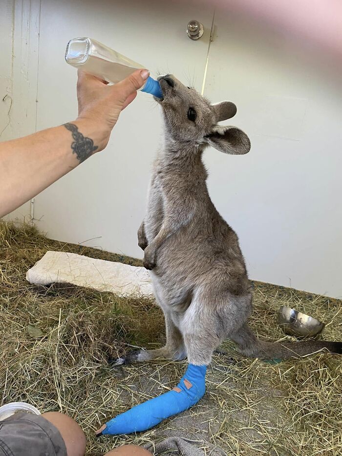 66 People Who Saved Animals And Gave Them A Second Chance At Life