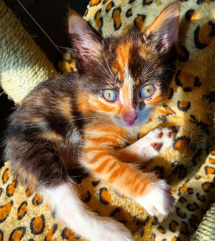 66 People Who Saved Animals And Gave Them A Second Chance At Life