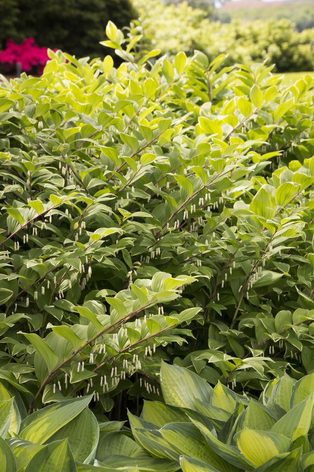 Monrovia Variegated Solomon's Seal