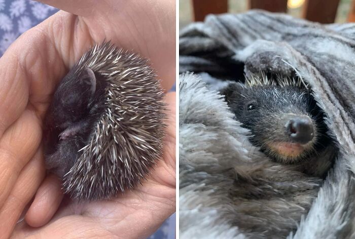 66 People Who Saved Animals And Gave Them A Second Chance At Life