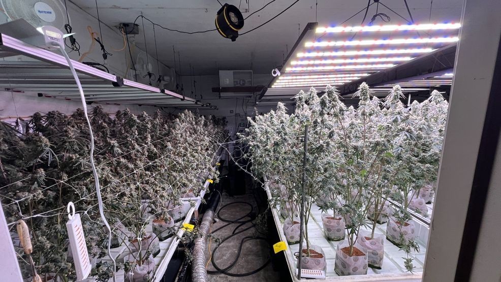 Clackamas County illegal marijuana grow busted; 3,500 plants, firearms ...