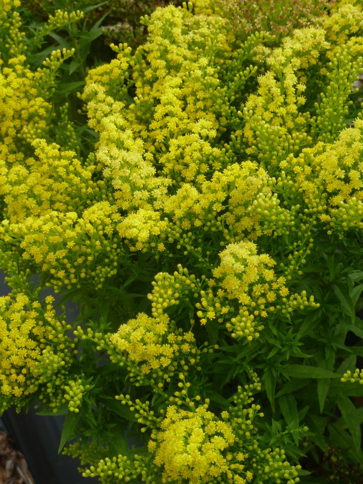 Goldenrod plant