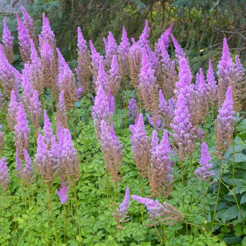 Chinese Astilbe Perennials plants