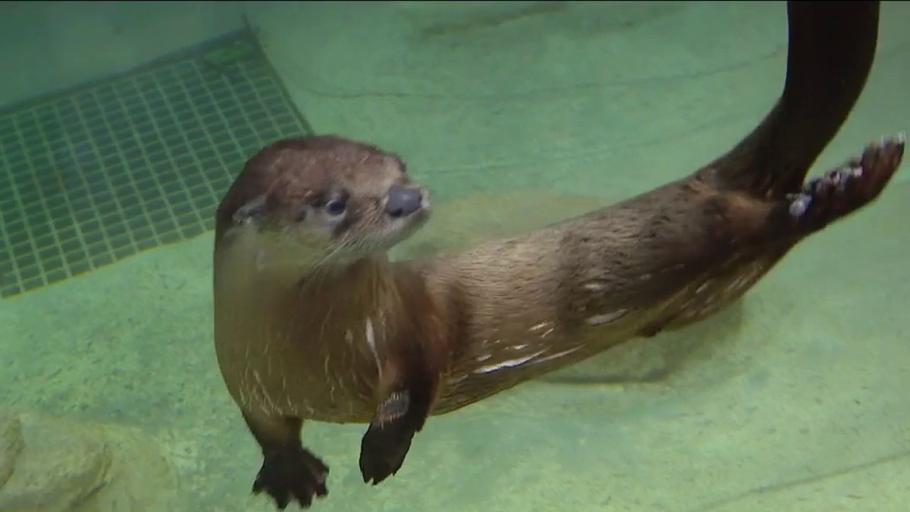 New Florida Waters exhibit at ZooTampa