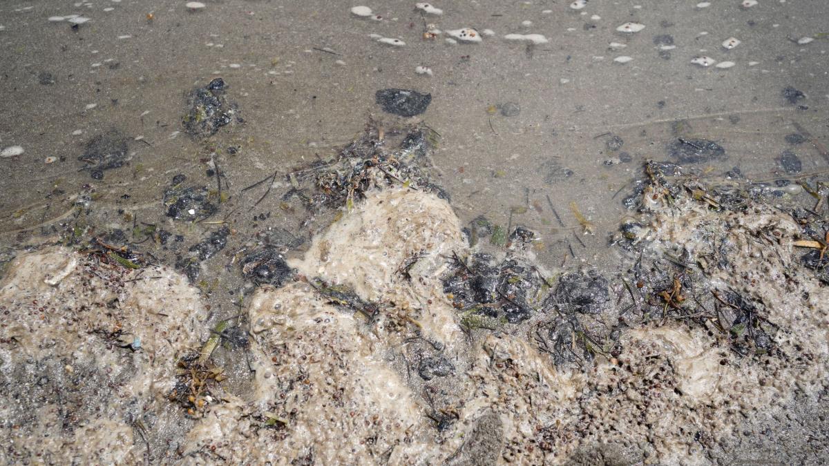 Identifican nuevas manchas en el Golfo de México tras sobrevuelo por ...