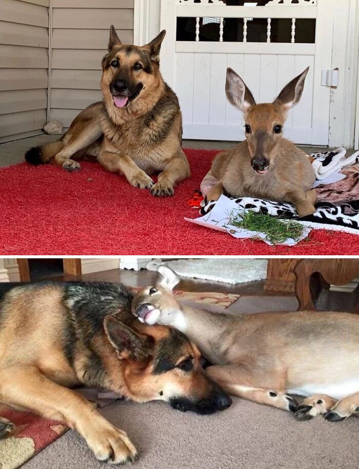 66 People Who Saved Animals And Gave Them A Second Chance At Life